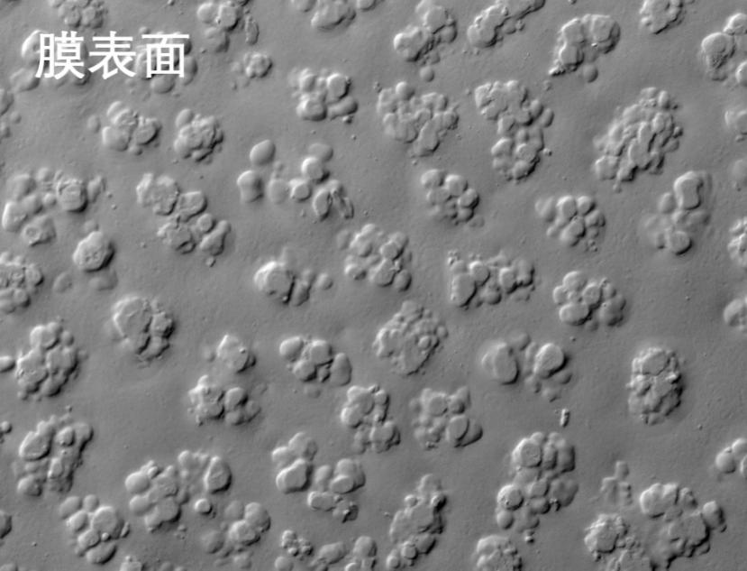 黄瓜视频污污下载烧结管式膜电镜照片